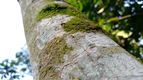Close Up of Mossy Tree Bark in Tropical Forest HD Stock-Footage 342577047