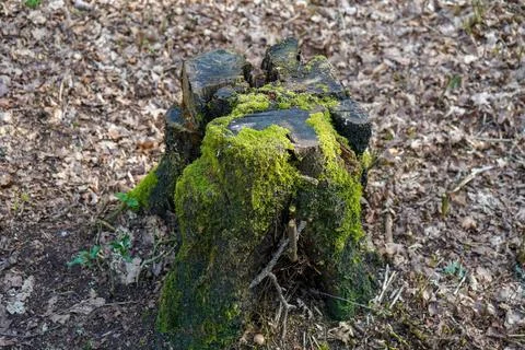 Close up of a mossy tree stump 库存照片