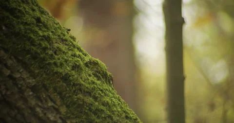Close-up of mossy tree surface in the woods 4K video Stock Footage 319646844