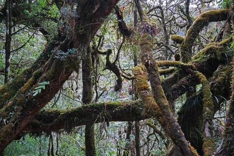 Close up mossy tree trunk among natural green forest park Stock Photos