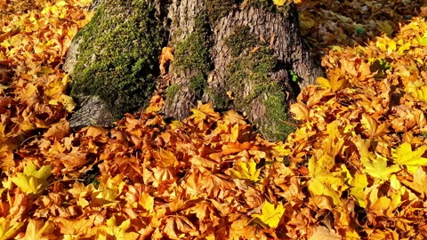 Close-up of mossy tree trunk base surrounded by golden autumn leaves in a Stock-Footage 333327496