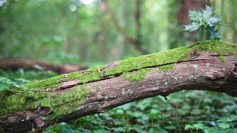 Close-up on mossy tree trunk fallen on forest floor with vines growing around it Stock Footage 233916794