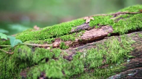 Close-up on mossy tree trunk fallen on forest floor with vines growing around it Stock Footage 235939387