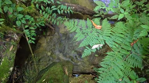 Close-up of mossy tree trunk with green fern leaves Stock Photos