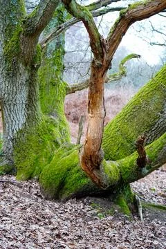 Close up of a mossy tree trunk Fotos de archivo