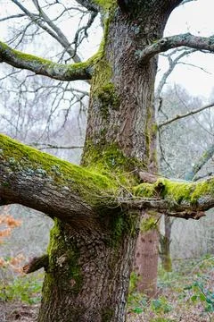 Close up of a mossy tree trunk 库存照片