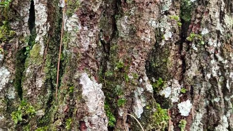 Close up of mossy tree trunk Foto stock