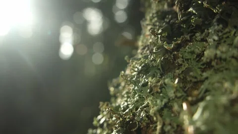 Close-Up of Mossy Tree Trunk with Sunlight Stock Footage 289083685