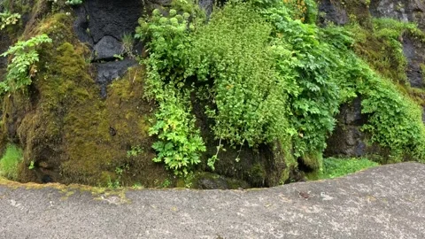 Close-up of a mossy volcanic cliff wall with lush vegetation in Gjogv Stock Footage 340026880