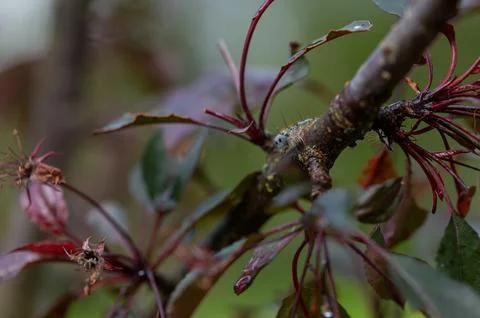 Close Up of Moth Caterpillar Representing Environmental Pest Risk Stock Photos