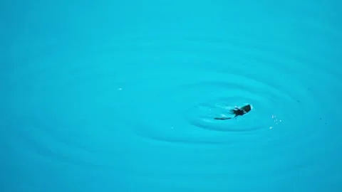 Close-up of a moth drowning dying struggling in the water of a blue pool duri Stock Footage 296357154