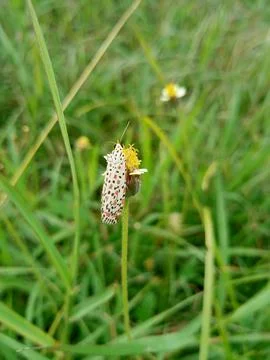 Close up of moth on flower Stock Photos