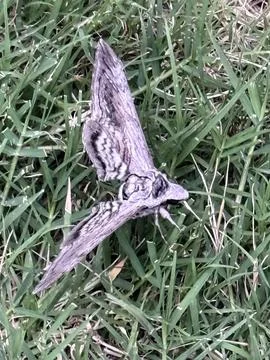 Close Up Moth with Patterned Wings in Grass Stock Photos