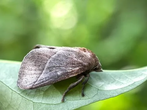 Close up of Moth perched on the leaves Фото