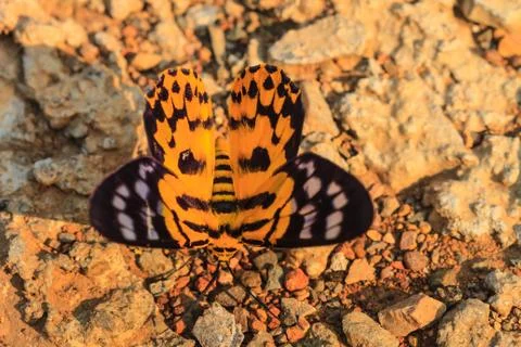 Close up of moth Stock Photos