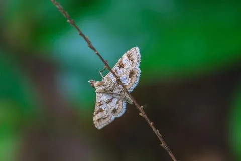 Close up of moth Stock Photos