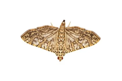 Close up of moth Stock Photos