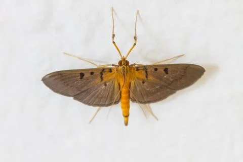 Close up of moth Stock Photos
