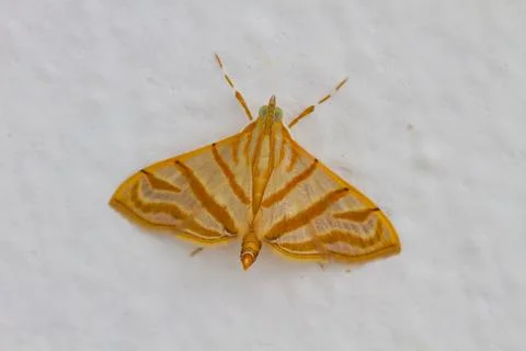 Close up of moth Stock Photos