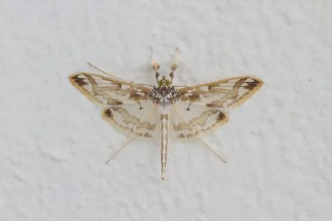 Close up of moth Stock Photos