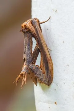 Close up of moth Stock Photos