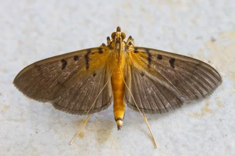 Close up of moth Foto stock