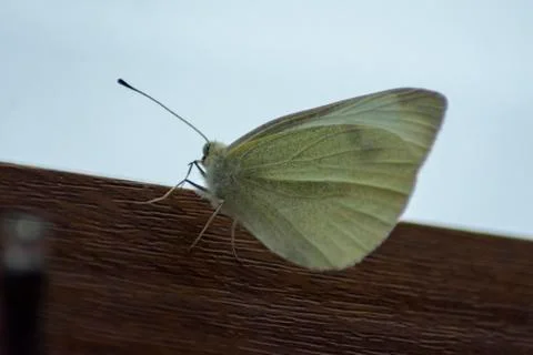 Close Up Of A Moth Foto stock