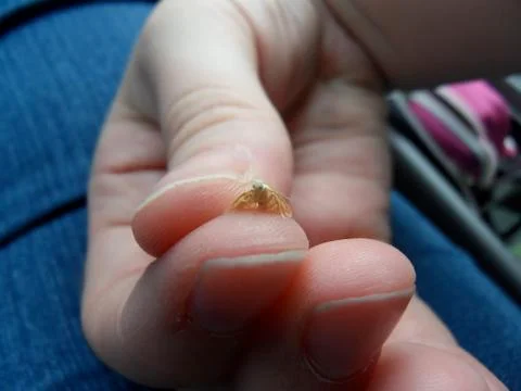 Close-Up of a Moth Stock Photos