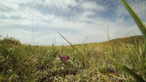Close moth on prairie wildflower Stock Footage 82182449