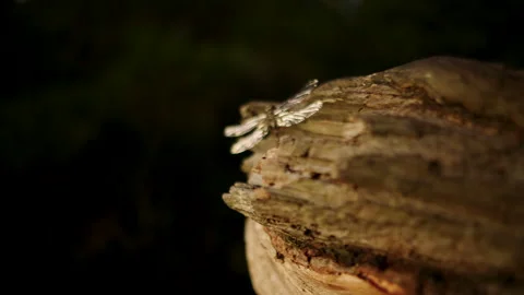 Close up of moth resting, insect tree trunk, Mynion Falls, Australia, QLD Stock Footage 240056116