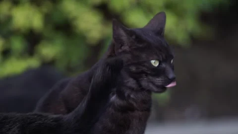 Close Up of a Mother Cat Approached by her two kittens Stock Footage 329116863