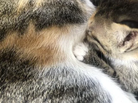 Close-up of a mother cat Stock Photos