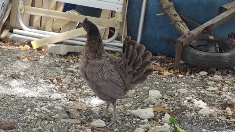 Close up of mother hen in free range environment Stock Footage 336322881