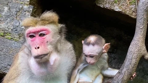 Close-up of a mother monkey and her baby sitting on rocks, showcasing their natu Stock Footage 306494587