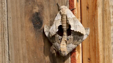 Close up-Moths Mating While Clinging To Wooden Structure Stock Footage 77160057