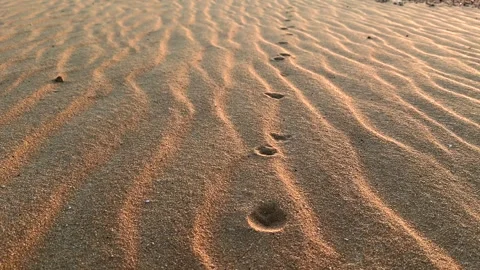Close up motion above Fennec fox track line on rippled desert sand at sunset 스톡 동영상 341071325