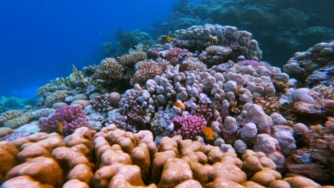 Close up motion above Massive coral mound extending into blue transparent water Vídeos de archivo 340870105