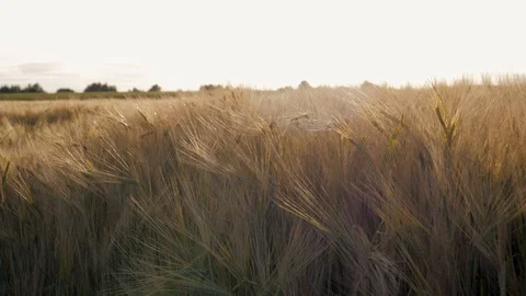 Close Up Motion Along Golden Field of Yellow Ripe Wheat at Sunset Rays Stock Footage 115508357