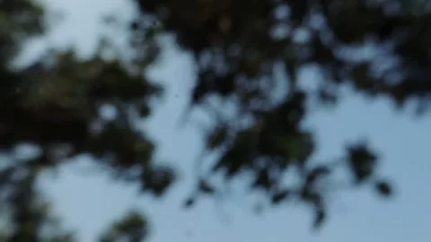 Close up motion blur speed passing moving nature forest jungle tree plant sky Stock Footage 150365610