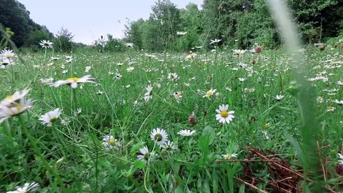Close-up, motion. The camera moves among the grass of chamomile, as if someone Stock Footage