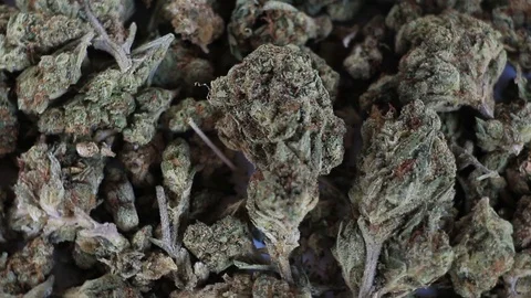 Close up motion of Cannabis Video stock 92956726