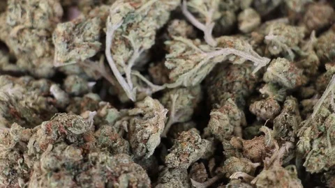 Close up motion of Cannabis Video stock 92956788
