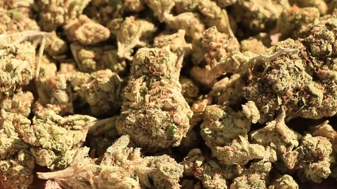 Close up motion of Cannabis Video stock 92956968