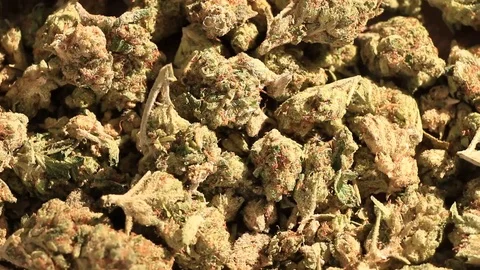 Close up motion of Cannabis Video stock 92957078