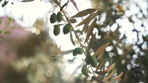 Close up motion down of green olives on a tree branch and sunlight shine through Stock Footage 254182426