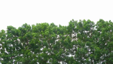 Close up motion of green tree blowing in wind Stock Footage 134746282