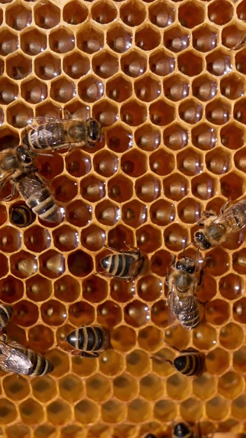 Close up motion of honey bees actively working on a golden honeycomb frame,.. Stock Footage 337684937