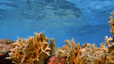 Close up motion over the yellow fire coral branches under clear blue sea water 스톡 동영상 337522426