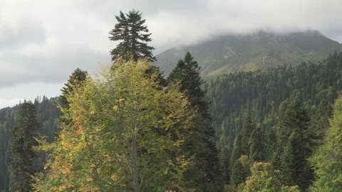 Close motion past trees with golden leaves growing in forest Stock Footage 116874014