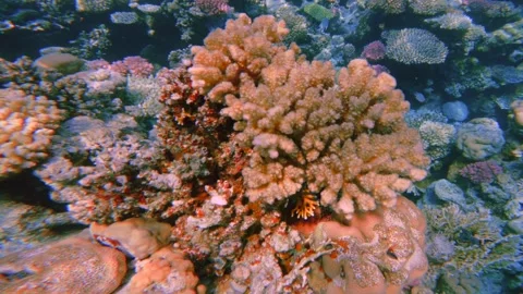 Close up motion of Pocillopora, genus of stony half dead coral Stock-Footage 337522399